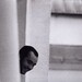 Ben Preston Photo 19