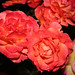Stacy Rose Photo 28