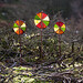 Heather Land Photo 16