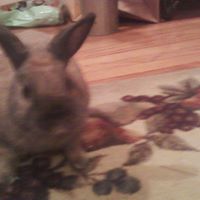 Sharon Layman Photo 24