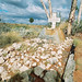 Sandy Tobin Photo 17
