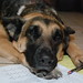 Portia Shepherd Photo 9