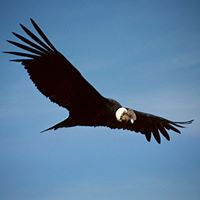 Paul Bird Photo 9