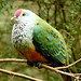 Rosella Rose Photo 12