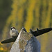 Ronald Spence Photo 28