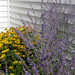 Susan Sager Photo 19