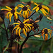 Susan Wheaton Photo 27