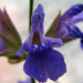 Joy Sage Photo 11