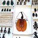 Darwin Samples Photo 4