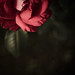 Geoffrey Sharpe Photo 9