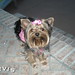 Renee Sewell Photo 9