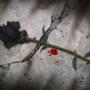Christopher Baca Photo 44