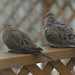 Judy Bird Photo 20