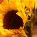 Teresa Bloom Photo 24