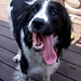 Marlin Springer Photo 3