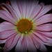 Carol Berry Photo 35