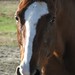 Sharon Lemon Photo 10