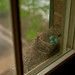 Robin Sill Photo 5