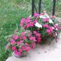 Frances Harmon Photo 21