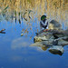Stephanie Bourgeois Photo 31
