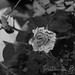 Patricia Flores Photo 41