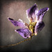 Joseph Flowers Photo 37