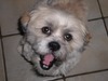 Steve Curtis Photo 51