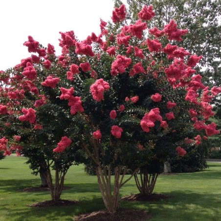 Carol Hopkins Photo 29