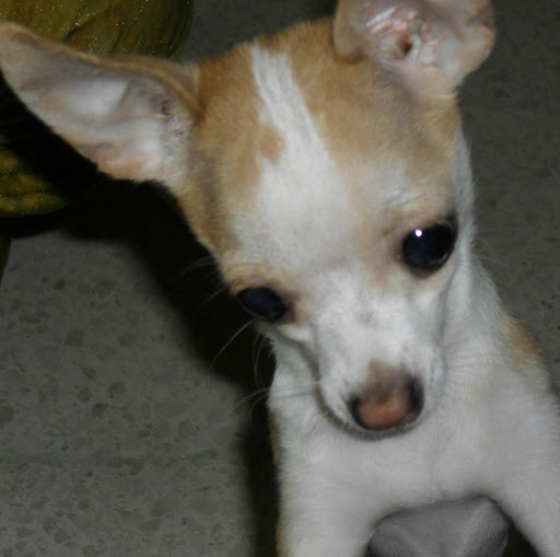 Reinaldo Gonzalez Photo 35