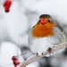 Robin Berry Photo 30