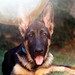Rex Lucas Photo 10