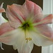 Jennifer Shear Photo 16