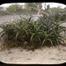 Carl Plant Photo 1