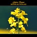Albert Primavera Photo 6