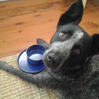 Sharyn Harris Photo 14