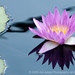 Tina Bloom Photo 29