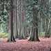 Douglas Grove Photo 22