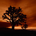 Joshua Masters Photo 41