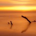 Richard Singh Photo 36
