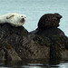 Ronnie Seals Photo 6
