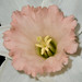 Ann Cameron Photo 27