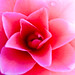 Rose Bloom Photo 17