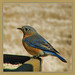 Robin Mims Photo 11