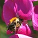 Mark Bee Photo 7