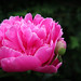 Flora Fitzpatrick Photo 2