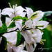 Suzanne Flores Photo 24