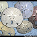 Cynthia Dollar Photo 6