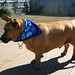 Donna Pointer Photo 8