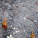 Robin Crisp Photo 7