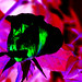 Rose Funk Photo 15